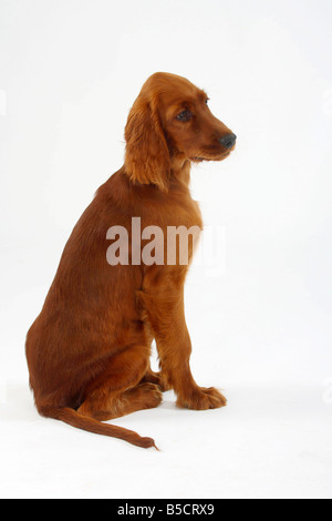 Setter Irlandese cucciolo 13 settimane Irlandese Setter rosso Foto Stock