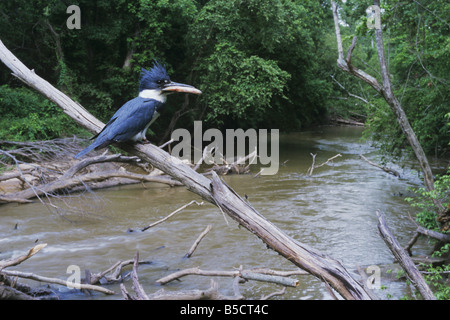 Belted Kingfisher Megaceryle alcyon adulto con pesci preda fiume Neuse Raleigh Wake County North Carolina USA Foto Stock