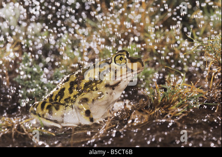 Il lettino Spadefoot Scaphiopus couchii adulto durante le precipitazioni Rio Grande Valley Texas USA Giugno 2006 Foto Stock