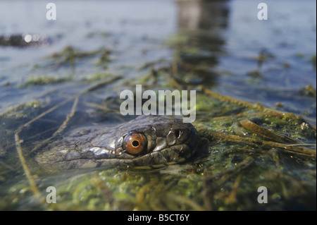 Diamondback acqua snake Nerodia rhombifer rhombifer adulto in stagno Rio Grande Valley Texas USA Foto Stock