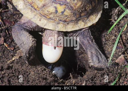 Scatola orientale Turtle Terrapene carolina carolina femmina di deposizione delle uova Raleigh Wake County North Carolina USA Foto Stock