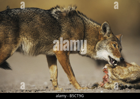 Coyote Canis latrans adulto mangiano carcassa di cervo Starr County Rio Grande Valley Texas USA Foto Stock