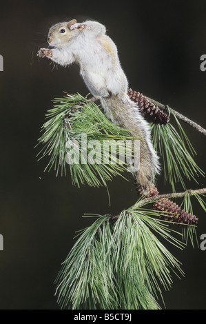 Orientale scoiattolo grigio Sciurus carolinensis adulto saltando da pino Raleigh Wake County North Carolina USA