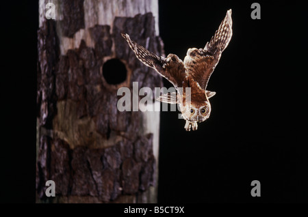 Screech-Owl orientale (Megascops asio) (asio otus)adulto in volo lasciando cavità, Raleigh, Wake County, North Carolina, STATI UNITI D'AMERICA Foto Stock