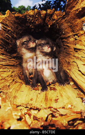 Gray Fox Urocyon cinereoargenteus Giovani in cavità di nidificazione nella struttura ad albero cavo Raleigh Wake County North Carolina USA Foto Stock