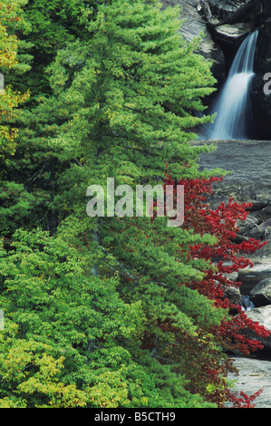 Cadute e alberi con la caduta delle foglie cadute di Whitewater Nantahala Foresta Nazionale di Carolina del Nord STATI UNITI D'AMERICA Foto Stock