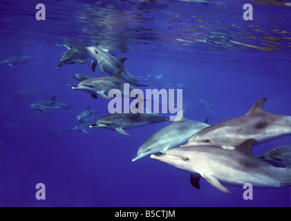 Macchiato atlantico (delfini Stenella frontalis) Azzorre Foto Stock