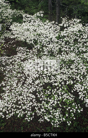 Fioritura Sanguinello Cornus florida che fiorisce in forest view da tettoia Raleigh Wake County North Carolina USA Foto Stock