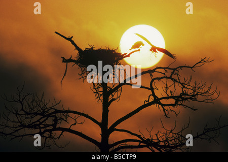 Osprey, Pandion haliaetus, adulti di atterraggio sul nido al tramonto, Raleigh, Wake County, North Carolina, STATI UNITI D'AMERICA Foto Stock