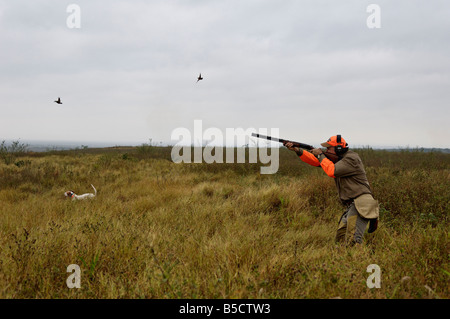 Upland Bird Hunter puntatore inglese e il lavaggio Bobwhite quaglie in Messico Foto Stock