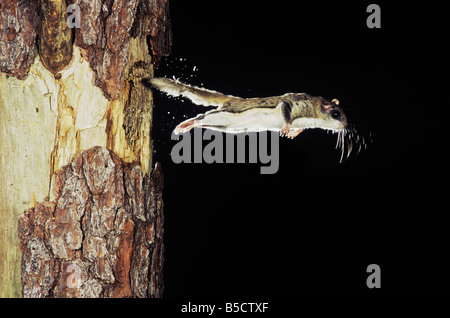 Southern scoiattolo battenti (Glaucomys volans), Adulto lasciando cavità, Raleigh, Wake County, North Carolina, STATI UNITI D'AMERICA Foto Stock