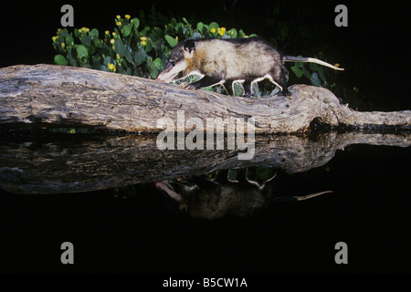 Virginia opossum, Didelphis virginiana, adulti di notte a piedi su log in stagno, Rio Grande Valley, Texas, Stati Uniti d'America Foto Stock