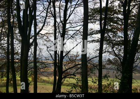 Oxfordshire scena di bosco Foto Stock