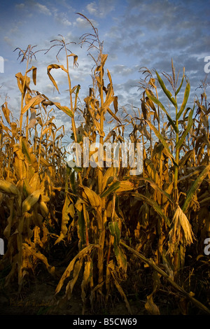 Asciugare gli stocchi di mais attendono la vendemmia con il sole basso nel cielo Foto Stock