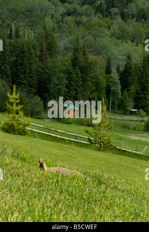 Un gopher inserimenti della testa al di fuori di un foro in un bellissimo paesaggio canadese. Foto Stock