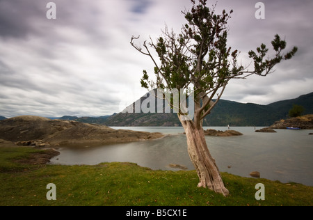 Albero solitario dal lago Lacar a San Martin de los Andes, Patagonia, Argentina Foto Stock