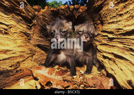 Gray Fox Urocyon cinereoargenteus Giovani in cavità di nidificazione nella struttura ad albero cavo Raleigh Wake County North Carolina USA Foto Stock