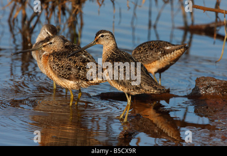 A lungo fatturati Dowitchers Limnodromus scolopaceus in piedi in diga e di riflessione in acqua a Holden Creek Nanaimo Vancouver Island Foto Stock