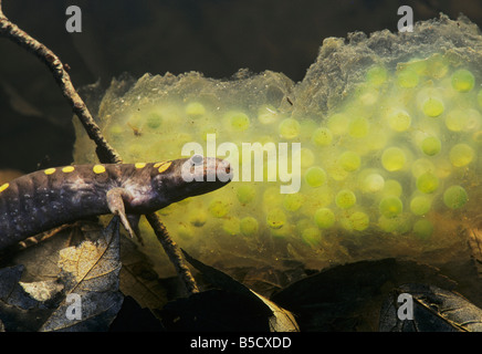 Salamandra pezzata (Ambystoma maculatum), femmina con uovo caso in piscina primaverile, Raleigh, Wake County, North Carolina, STATI UNITI D'AMERICA Foto Stock