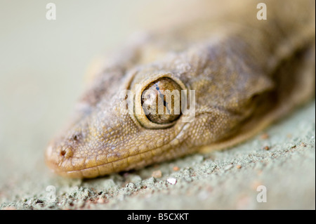 Gecko indiano di testa. India Foto Stock