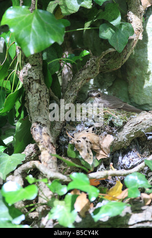 SPOTTED FLYCATCHER Muscicapa striata MEDITABONDO RAGAZZI NIDO IN VISTA LATERALE Foto Stock