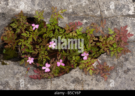 Herb Robert Geranium robertianum crescendo in una fessura nella pavimentazione di pietra calcarea Cumbria Foto Stock