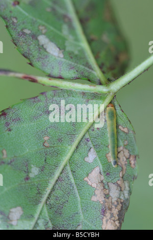 ROSE SLUG SAWFLY Endelomyia aethiops avanzamento sul lato inferiore delle foglie di rose Foto Stock