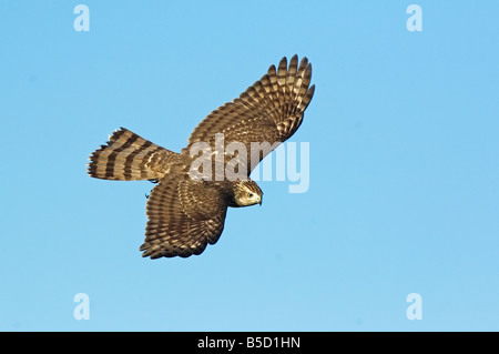 Cooper's Hawk in autunno la migrazione Foto Stock