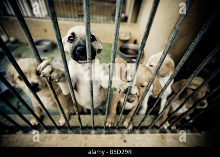 I cuccioli dietro il bar presso un centro di salvataggio per i cani abbandonati. Foto Stock