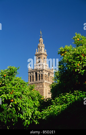 La Giralda incorniciato da alberi di arancio, Siviglia, in Andalusia (Andalusia), Spagna, Europa Foto Stock