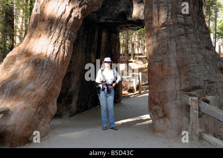 "California struttura a tunnel' una sequoia gigante nel Parco Nazionale di Yosemite famosa per il tunnel tagliare attraverso il tronco Foto Stock