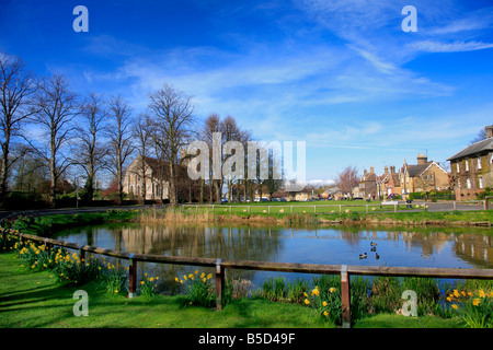 Duck Pond molla narcisi Ramsey verde villaggio Cambridgeshire County Inghilterra Gran Bretagna REGNO UNITO Foto Stock