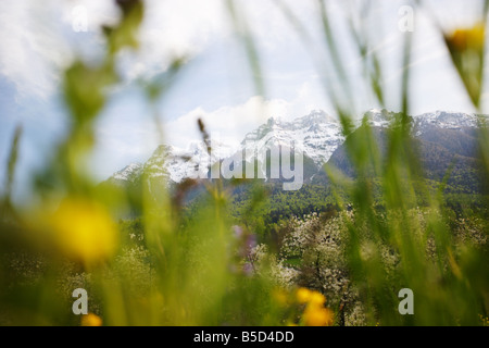 La piantagione di Apple con catena montuosa alpina Foto Stock