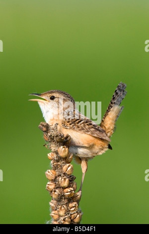 Sedge Wren Cistothorus platensis Appleton Chippewa County Minnesota Stati Uniti 29 Maggio Troglodytidae adulti Foto Stock