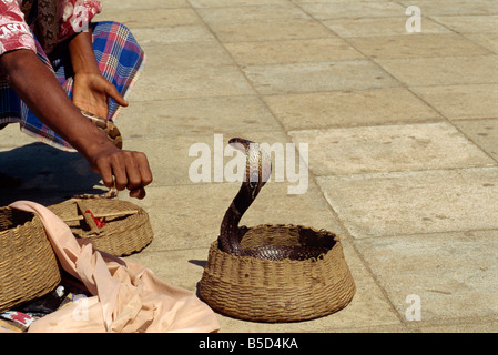 Il serpente incantatore sul lungomare Colombo Sri Lanka asia Foto Stock