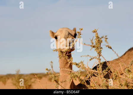 Camel mangiare acacia, Sudan, Africa Foto Stock