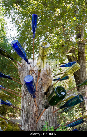 Bottiglia africana albero a Kanapaha Botanical Gardens Gainesville Florida Foto Stock