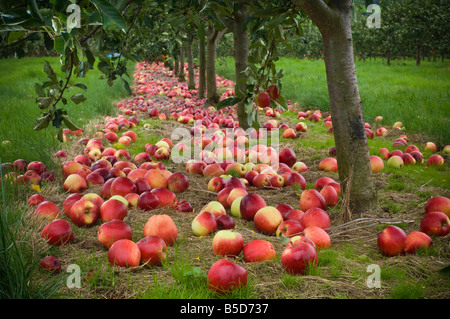 Katy le mele da sidro in attesa di raccolta dopo essere scosso dagli alberi Thatchers sidro Orchard Sandford Somerset Inghilterra Foto Stock