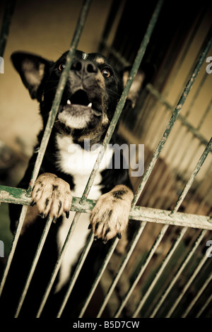 Cane che abbaia dietro il bar Foto Stock