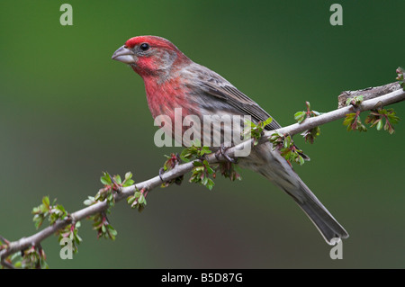 House Finch Carpodacus mexicanus appollaiato sul ramo di biancospino in Saanich Victoria Vancouver Island BC nel mese di aprile Foto Stock