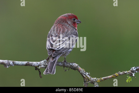 House Finch Carpodacus mexicanus appollaiato sul ramo in Saanich Victoria Vancouver Island BC nel mese di aprile Foto Stock