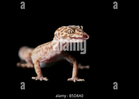 Femmina Live Leopard Gecko su sfondo nero Foto Stock