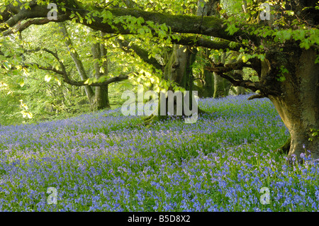 Bluebells in legno Carstramon, Fleet Valley, vicino a Gatehouse of Fleet, Dumfries and Galloway, Scozia, Europa Foto Stock