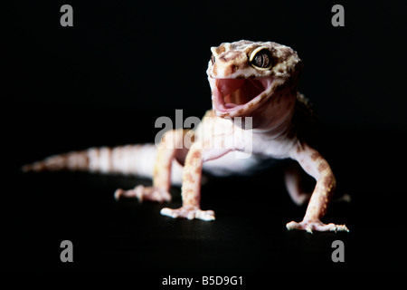 Femmina Live Leopard Gecko su sfondo nero Foto Stock