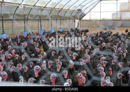 I tacchini che vengono allevati organicamente in un organico fattoria la Turchia nel Hertfordshire Foto Stock