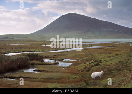 Chaipaval Hill e pecore, vicino Northton (Taobh Tuath), Sud Harris, Ebridi Esterne, Scozia, Europa Foto Stock
