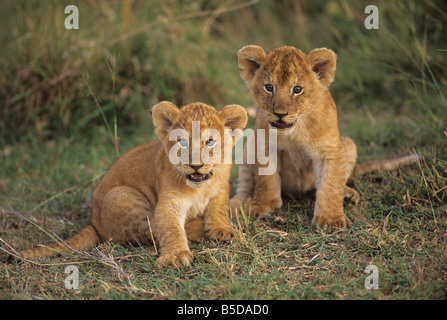 Fratelli germani del leone Foto Stock