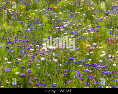 Fiori selvatici in un prato nel sud della Francia, in Europa Foto Stock