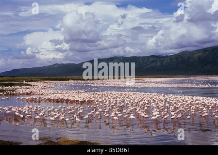 Red Gregge di Flamingo Foto Stock