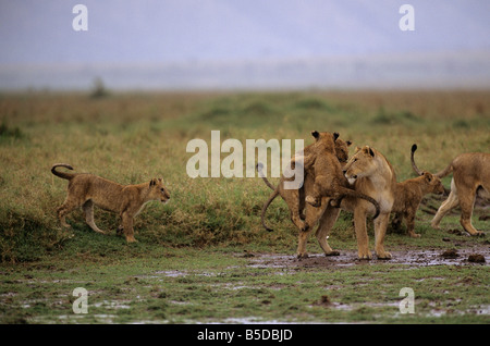 I Lions a giocare sotto la pioggia Foto Stock